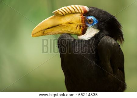 Portrait of Papuna hornbill (Rhyticerous plicatus)