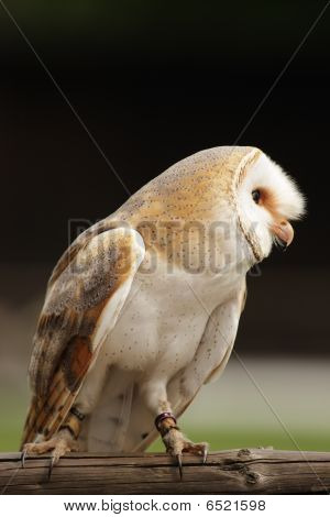 Barbagianni (tyto Alba)