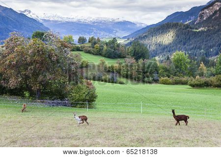 Alps landscape with alpacas near Filisur, canton Graubunden, Switzerland