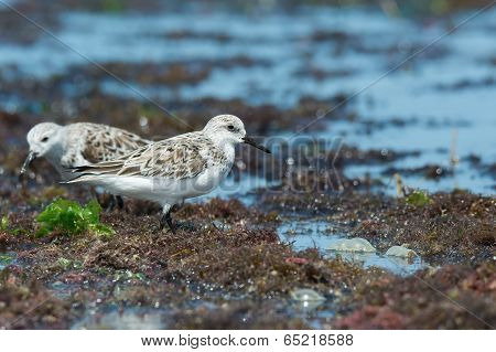 2 Sanderlings (caladris Alba) Standing On A Seaweed Strewn Beach