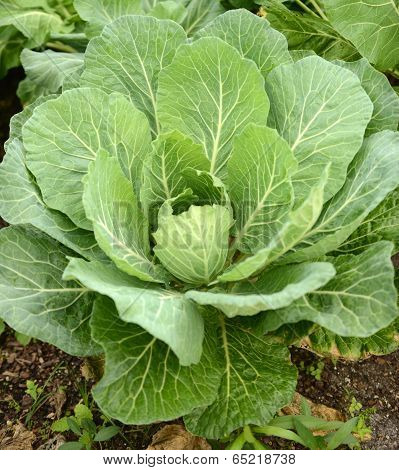 Collard Greens