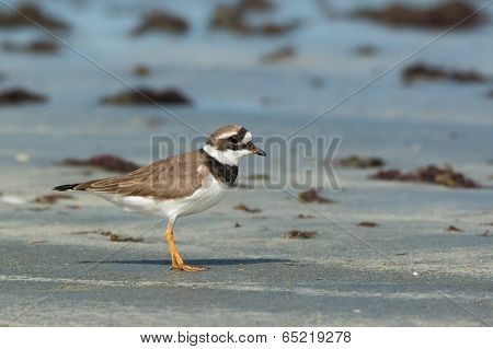A Lovely Ringed Plover (charadrius Hiaticula) In Profile On The Beach