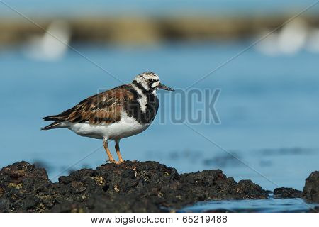 A Ruddy Turnstone (arenaria Interpres) Standing On Floating Seaweed