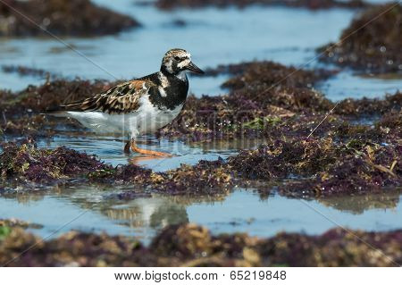 A Ruddy Turnstone (arenaria Interpres) Wading Amongst Seaweed