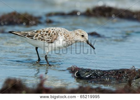 A Sanderling (caladris Alba) Searching For Food On The Shore