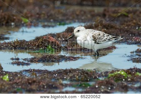 A Sanderling (caladris Alba) Wading On A Seaweed Strewn Beach