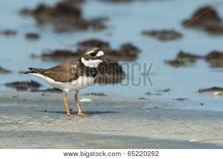 Adorable Ringed Plover (chadrius Hiaticula) On The Beach