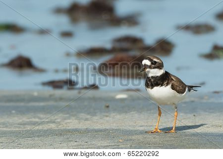 Adorable Ringed Plover (charadrius Hiaticula) On The Beach