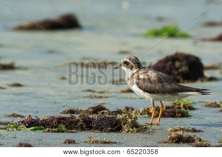 Ringed Plover (charadrius Hiaticula) Looking Out Over The Seaweed Strewn Beach