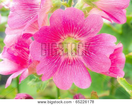 Malva
