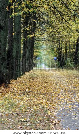 Pista ciclabile In autunno