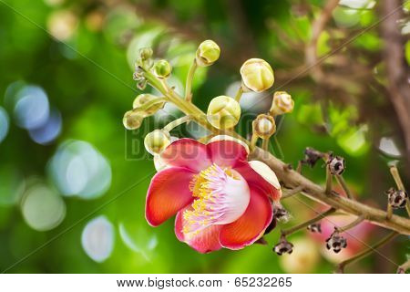 Shorea Robus Flowers