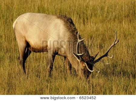 Wild Elk Beweidung