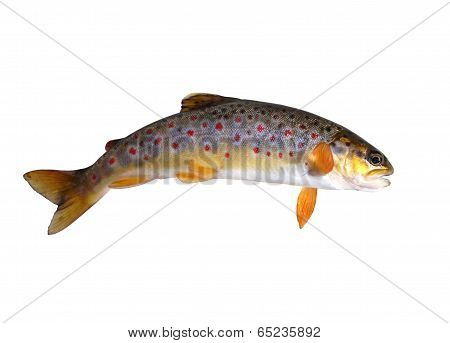 stream trout