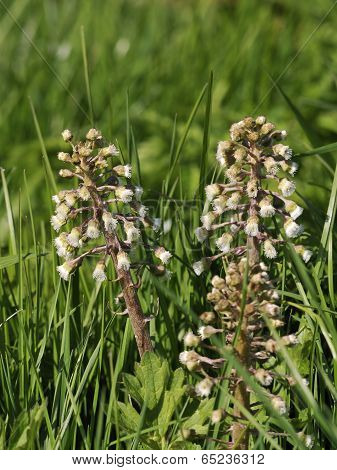 Butterbur - Petasites Hybridus