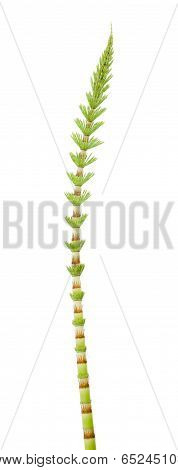 Horsetail