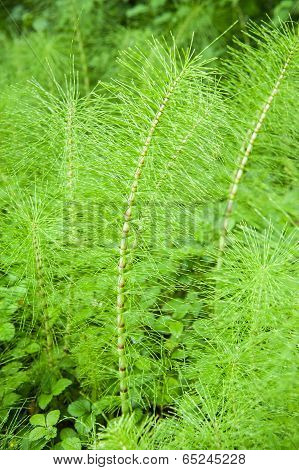 Horsetail
