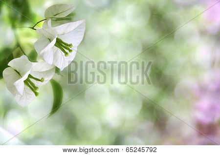 Two white flowers