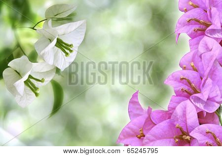 Pink and White flowers