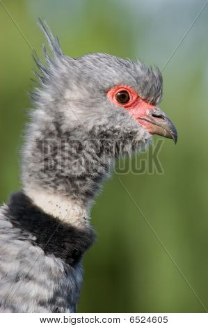 Nærbillede af en sydlige Screamer (Chauna torquata)