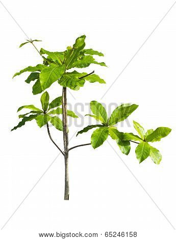 Young Tropical Almond Tree