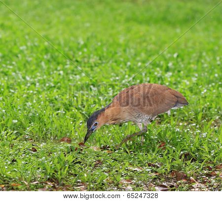 a bird feeding on grass in the rain