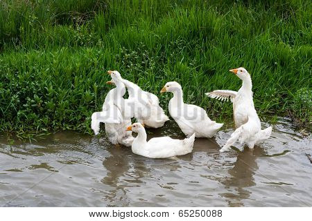 Geese