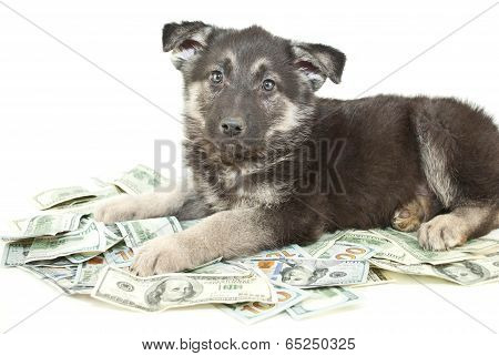 Buying A Puppy?