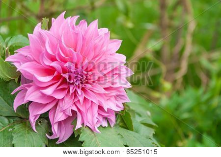 Pink Flowers With Green Background.