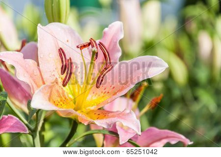 Pink Lily In Garden.