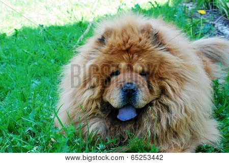 Brown Chow Chow Dog In The Green Grass
