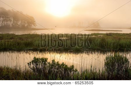 Morning Marsh
