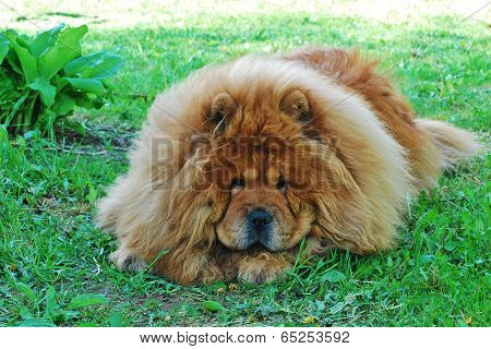 Brown Chow Chow Dog In The Green Grass