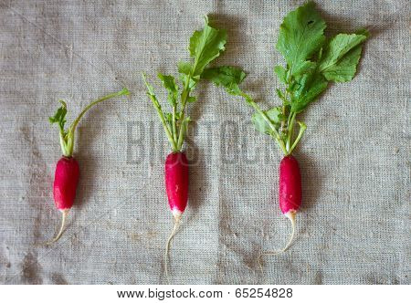 Fresh radish