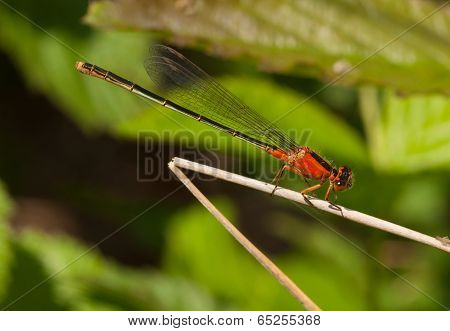 Rambur's Forktail
