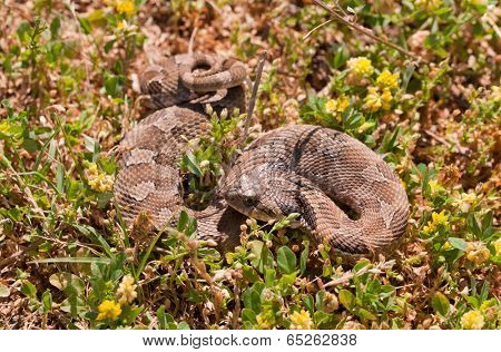 Western Hognose snake, partially coiled, resembling a rattlesnake, camouflaged in grass