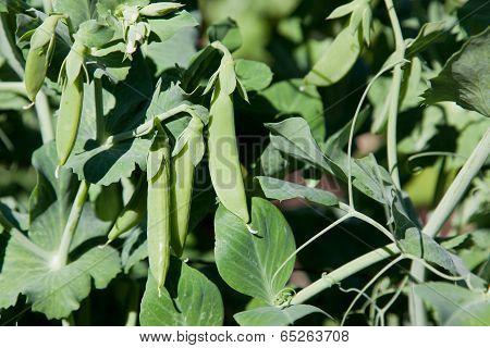 Pea Pods