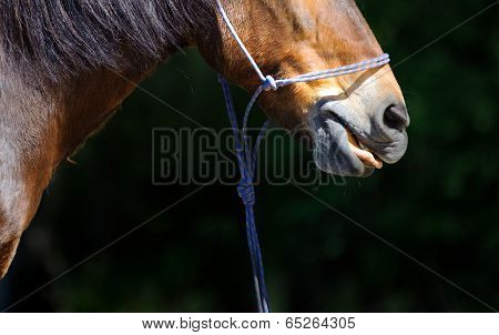 Horse's nose closeup texture of wool. Horse licked language.