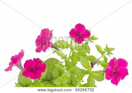 Pink petunia blooming isolated on white background