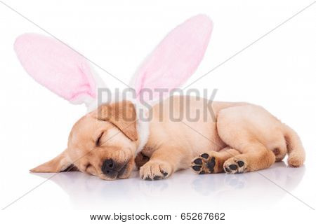 cute little labrador retriever puppy dog wearing bunny ears is sleeping on white background