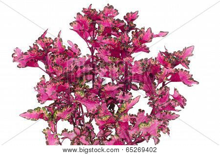Coleus leaves isolated on white background