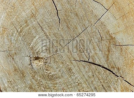 brown wooden stump texture