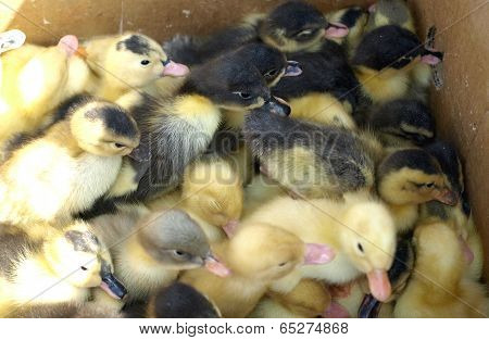 Small Yellow And Black Ducklings