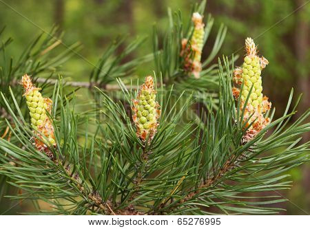 Flowering In May Pine In Central Russia