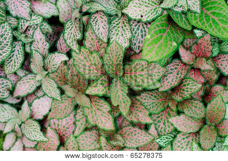 Episcia Leaf Background