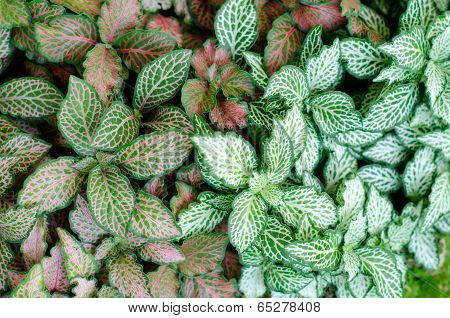 Episcia Leaf Background