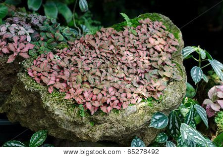 Episcia Leaf On Stone