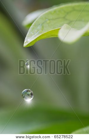 Fern Leaf With Drop Of Water
