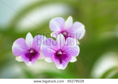 Orchid Bloom
