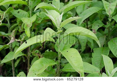 Ngai Camphor (the Herb Is Used To Extract Camphor)